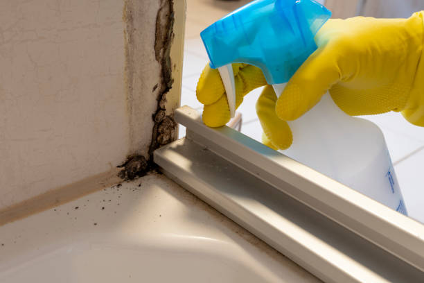 Best Mold Damage Repair  in Canfield, OH