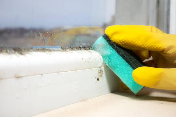 Best Residential Mold Removal  in Canfield, OH