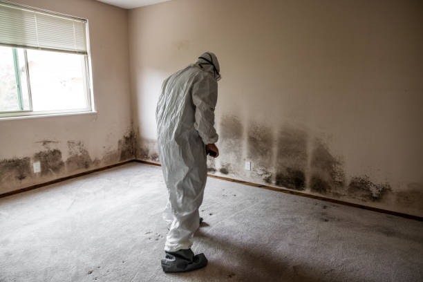 Best Mold Removal Process  in Canfield, OH