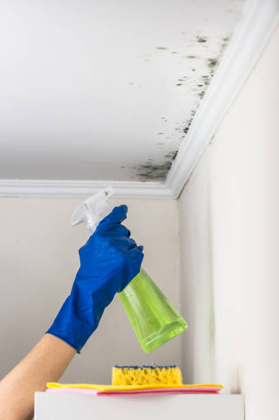 Best Toxic Mold Removal  in Canfield, OH